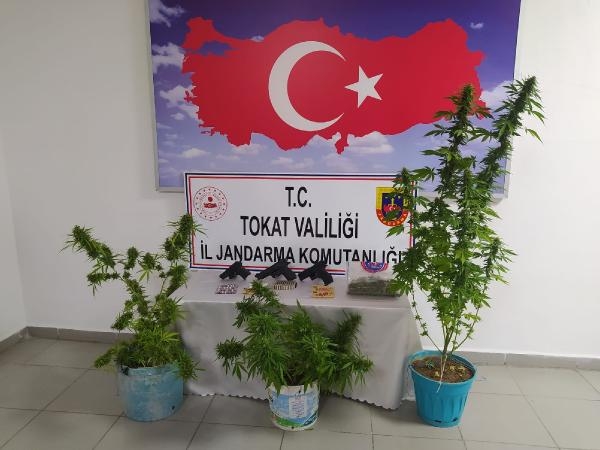 Tokat'ta çiçek saksısında 13 shunk bitkisi ele geçirildi