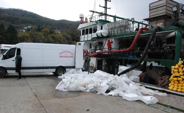 Amasra açıklarına ağ atan balıkçılar, 375 ton hamsiyle döndü