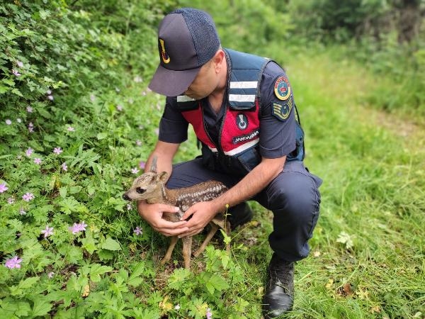 Baygın halde bulunan karaca, tedaviye alındı