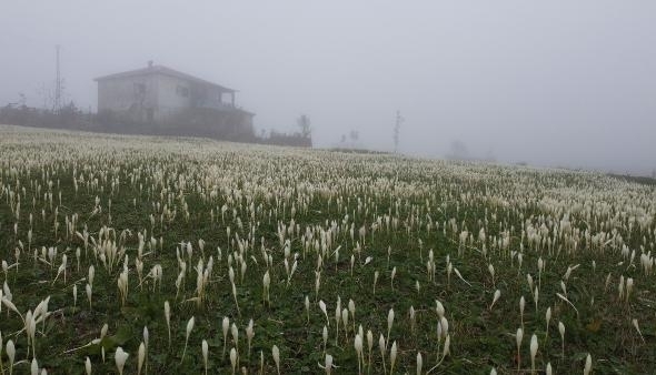 Doğu Karadeniz'de 'vargit' çiçekleri açtı; yaylacılar dönüşe geçti