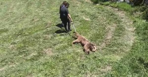 Bartın'da domuz tuzağına yakalanan ayı kurtarıldı