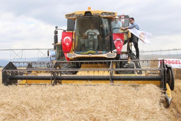 Amasya’da yılın ilk buğday hasadını Vali Masatlı yaptı