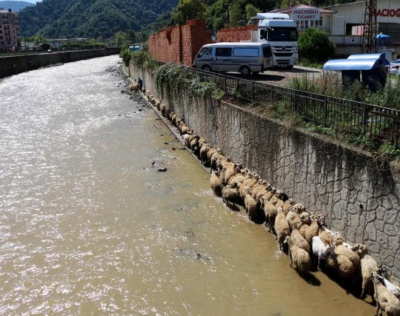 Çoban uyudu, küçükbaş sürüsü derede mahsur kaldı