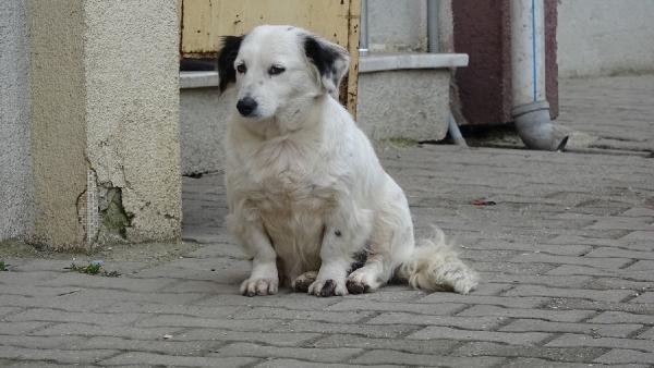 İş yerinin önündeki yavru köpeği çaldılar