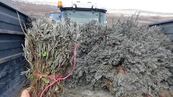 Aromatik bitki ekimine tahsis edilen hazine arazisinde Tokat 3'üncü sırada