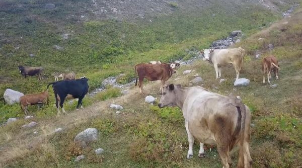 Siste kaybolan hayvanlarını, drone ile buldu