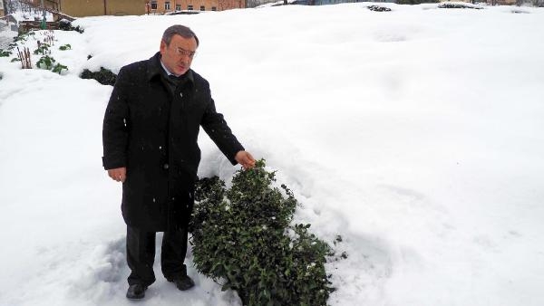 Karla kaplı çay bahçelerinde kalite ve verim artıyor