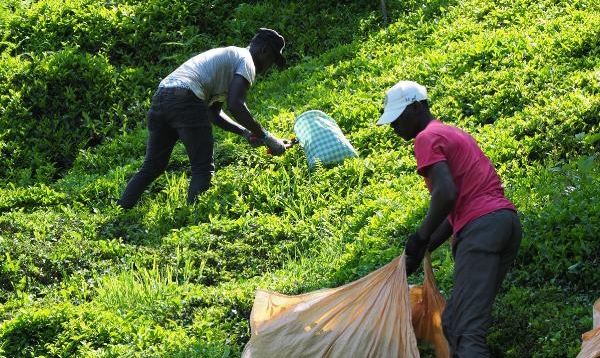 Afrikalı İşçiler Bu Yıl da Çay Hasadında