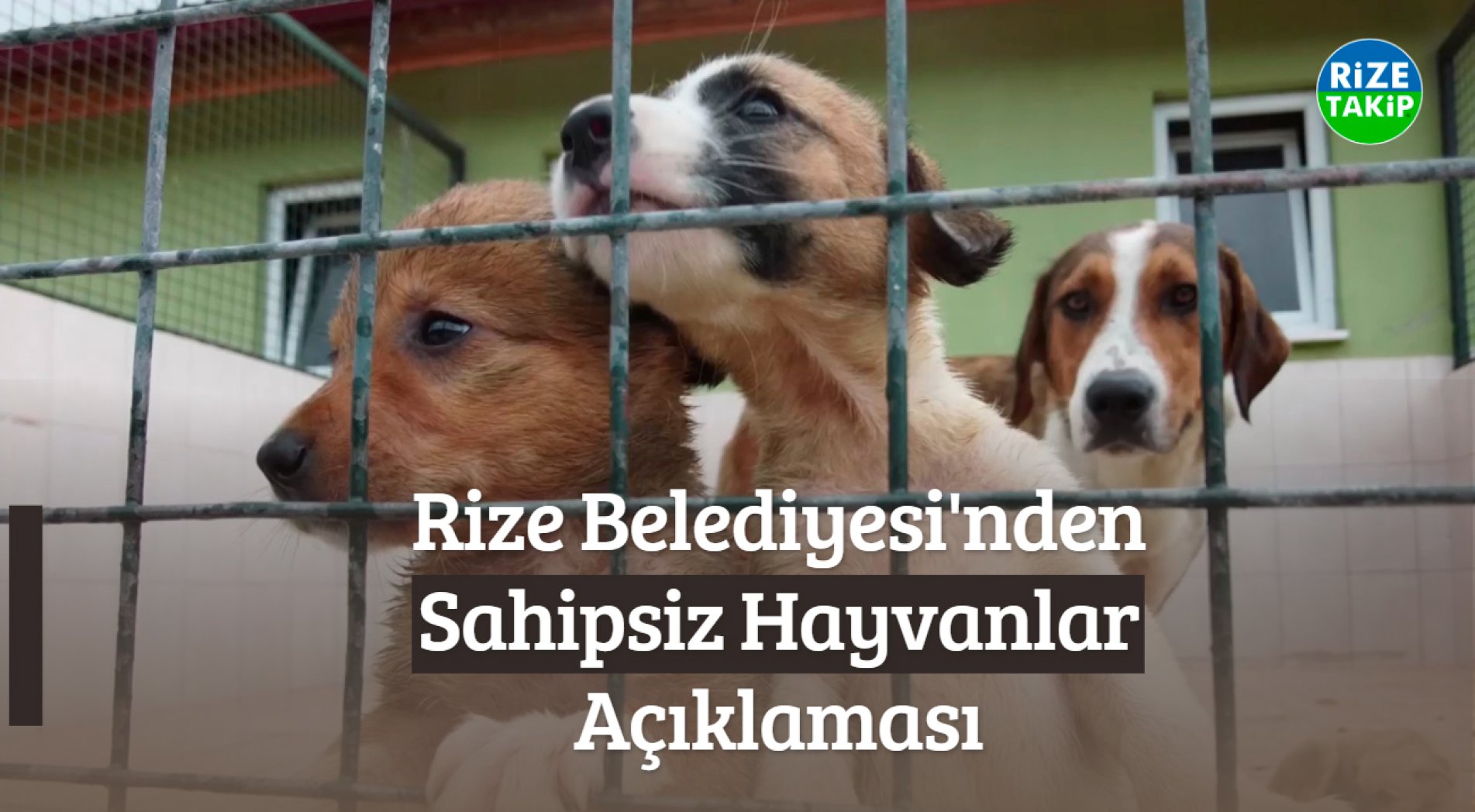 Rize Belediyesi'nden 'Sahipsiz Hayvanlar' Açıklaması