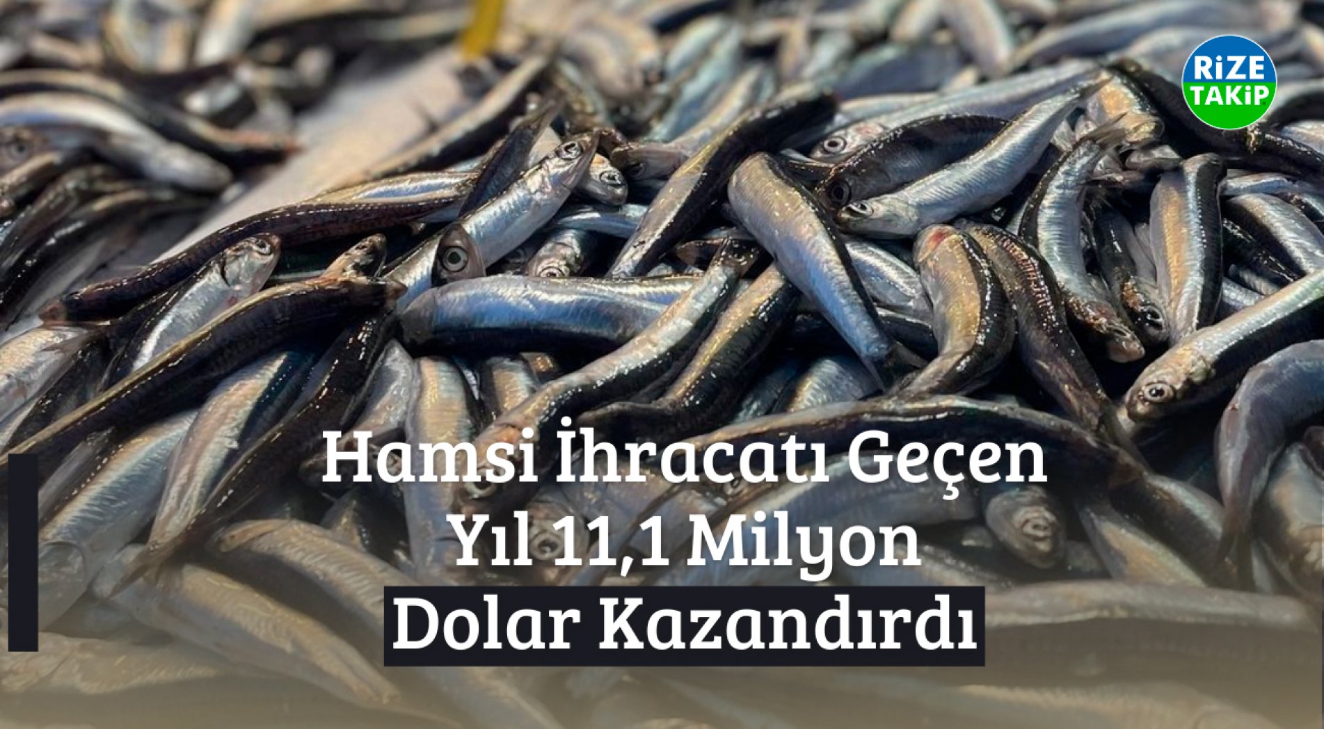 Hamsi İhracatı Geçen Yıl 11,1 Milyon Dolar Kazandırdı