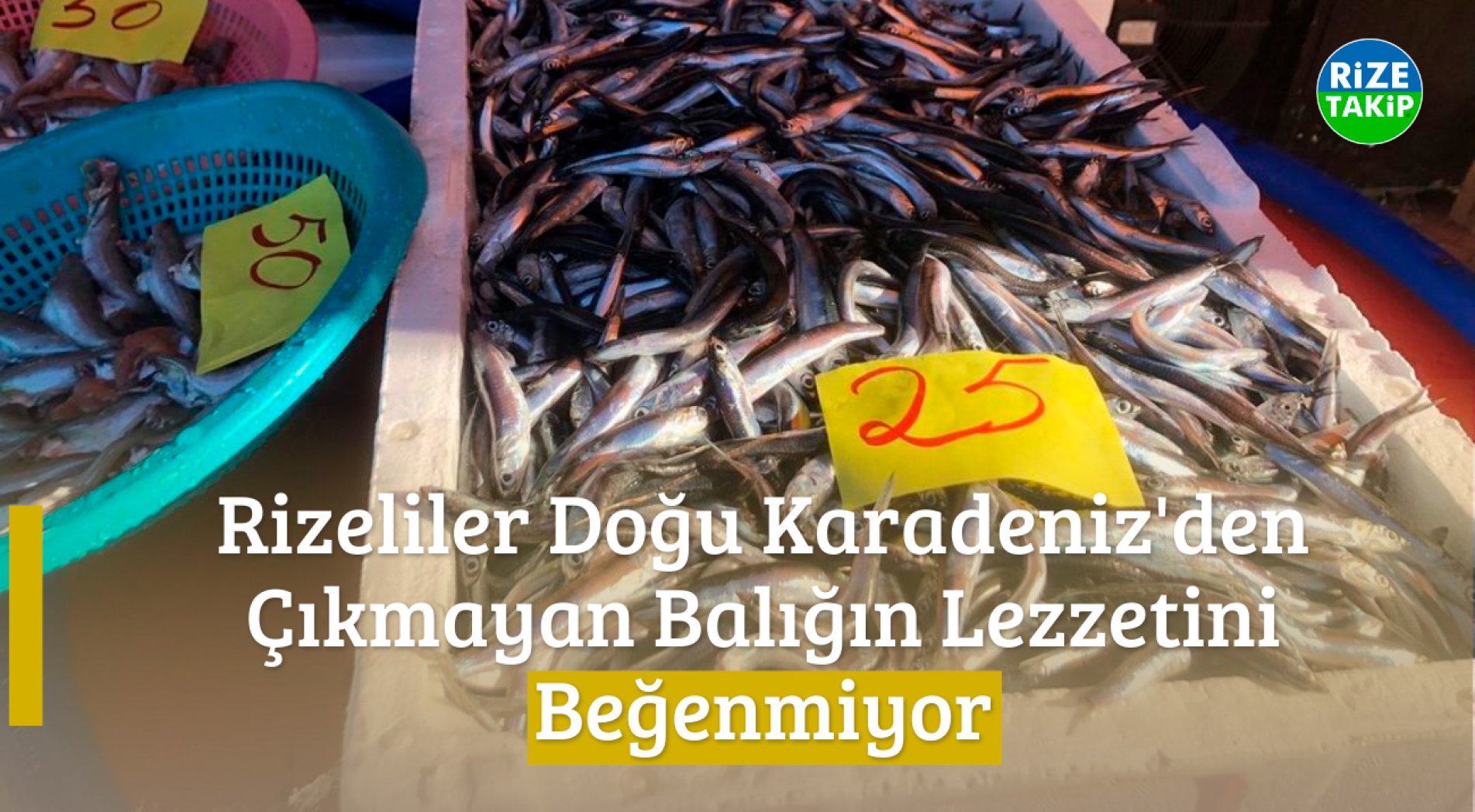 Rizeliler Doğu Karadeniz'den Çıkmayan Balığın Lezzetini Beğenmiyor