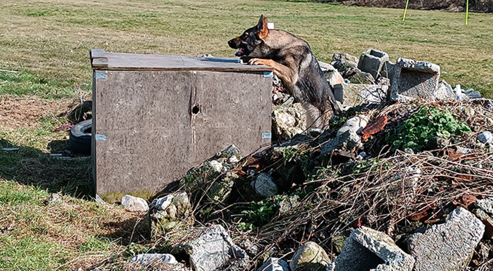 Hayat kurtaran köpekler böyle yetişiyor