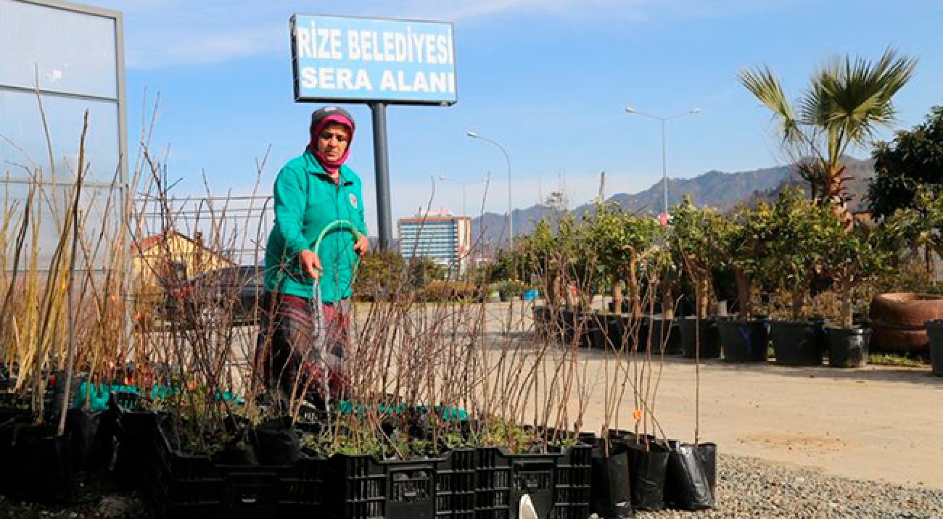 Sera Alanında Meyve Fidanı ve Bitki Satışları Devam Ediyor