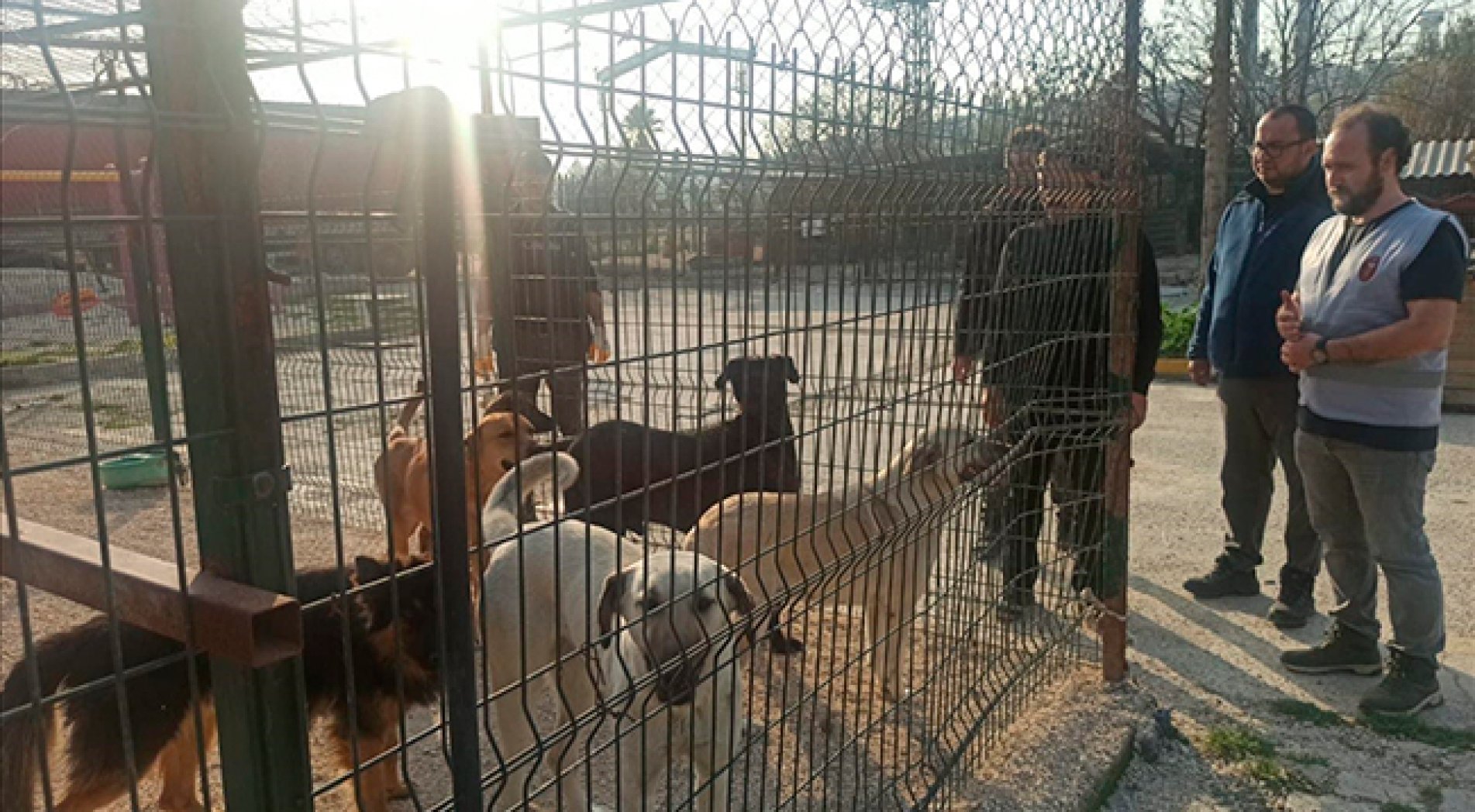 Depremden etkilenen hayvanların bakımları yapılıyor