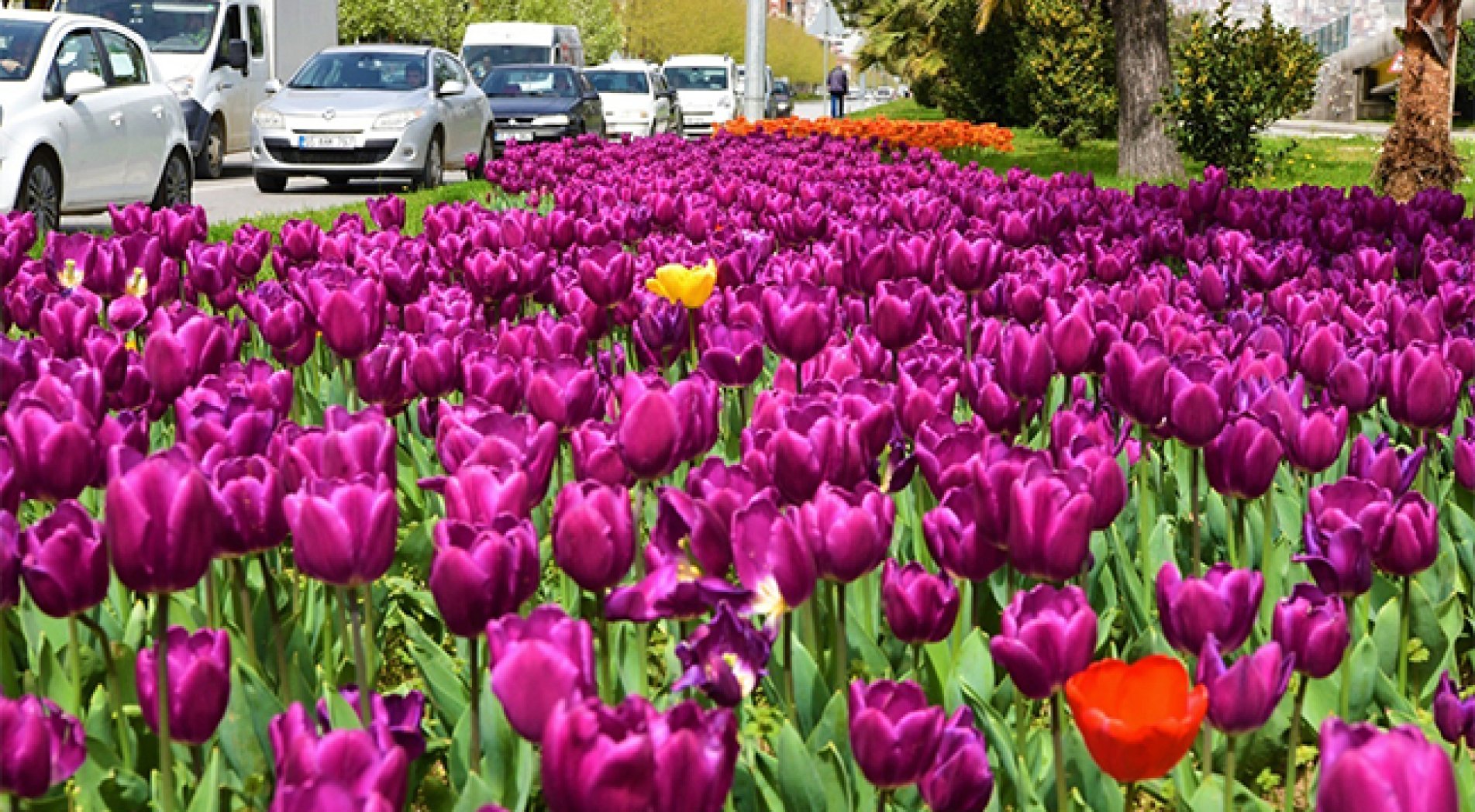 Samsun'a 675 bin adet farklı türde çiçek dikilecek