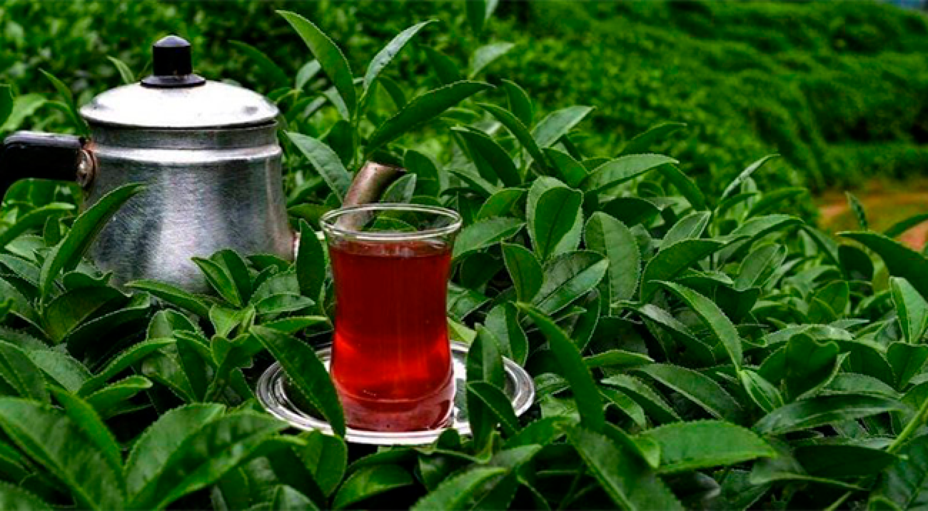 Rize'nin Çay İhracatı Yüzde 130 Arttı
