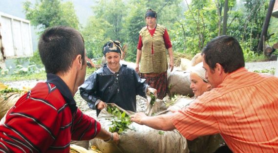 Çay eksperliği için lisans mezunları da başvuru yapmak istiyor