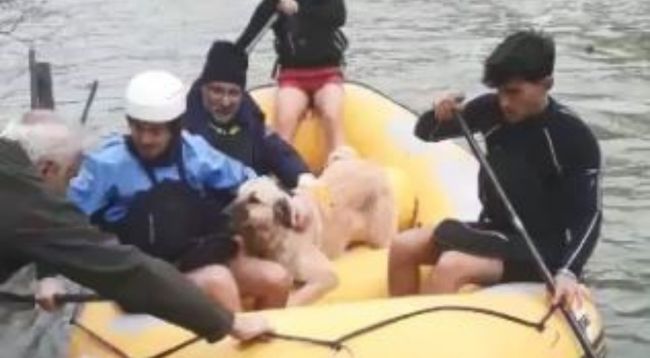 Artvin'de sokak hayvanları bot yardımıyla kurtarıldı 