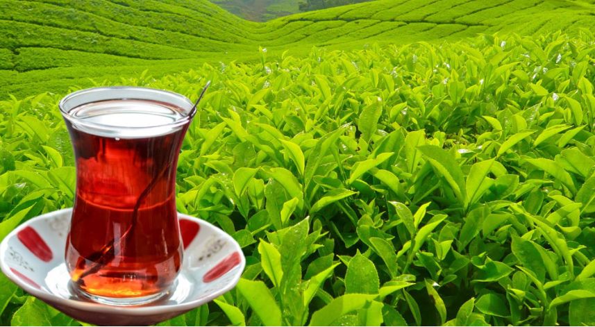 Rize çayı Avrupa tescil sırasını bekliyor