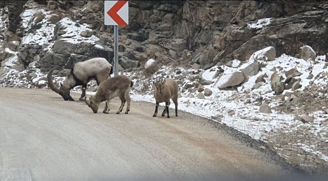 Dağ keçileri tuz ihtiyacını asfalttan giderdi