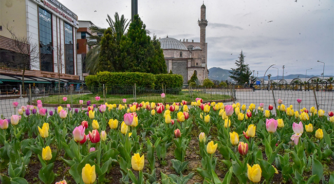 Giresun Çiçeklerle Renklendi