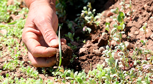 Deprem bölgesindeki sertifikalı tohum destekleri  artırıldı