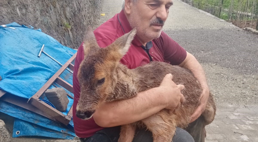  Trabzon'da dereye düşen karaca kurtarıldı