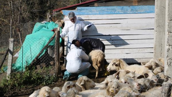 Hayvanlarda çiçek hastalığı görüldü, 50 köy karantinaya alındı