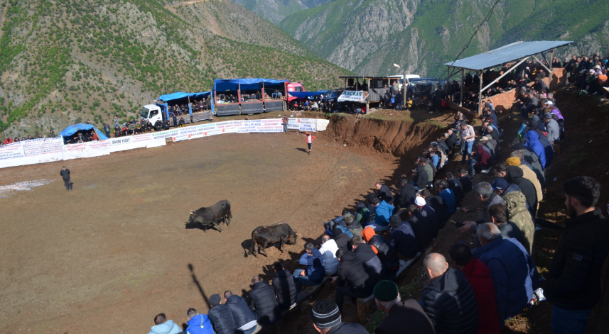 Artvin’de boğa güreşleri festivalleri başladı