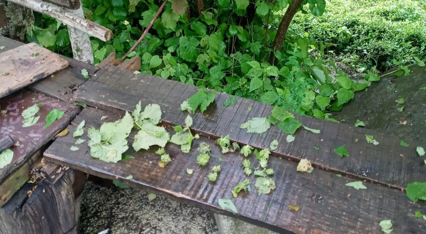 Fındık büyüklüğünde yağan dolu fındığa zarar verdi