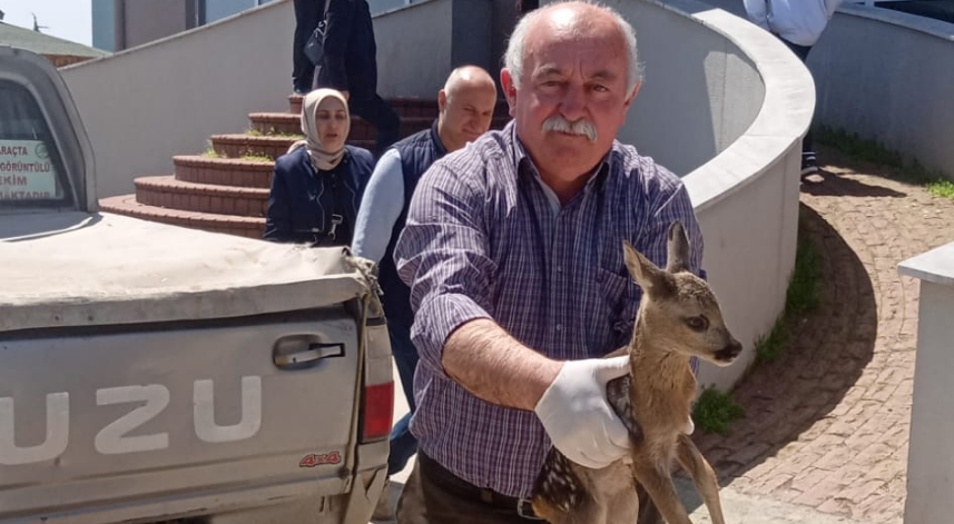 Samsun'da yaralı karaca yavrusu tedavi altına alındı