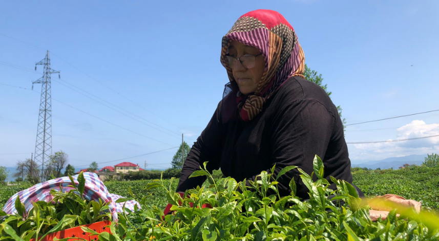 Müstahsil Rize'de çay bahçesine girmeye başladı 