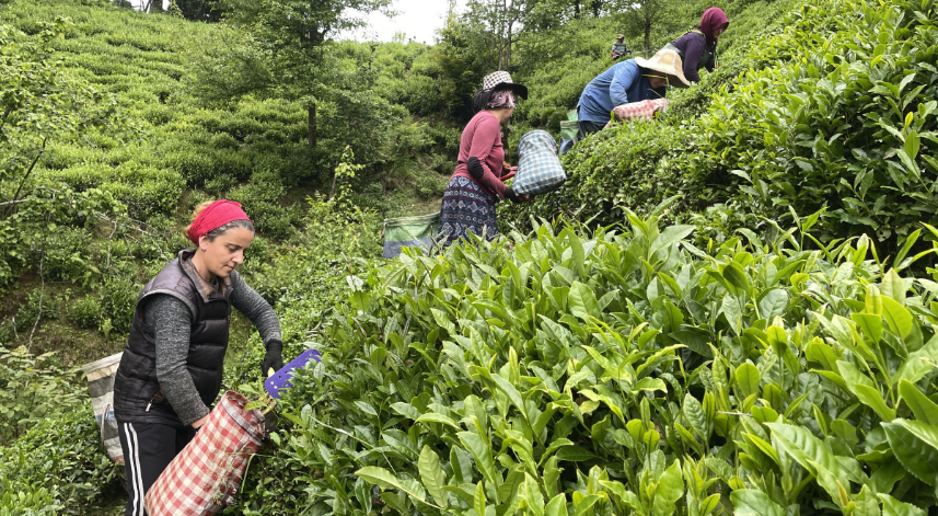 Çay Sokağı konutlarına çay üreticilerinden yoğun destek 