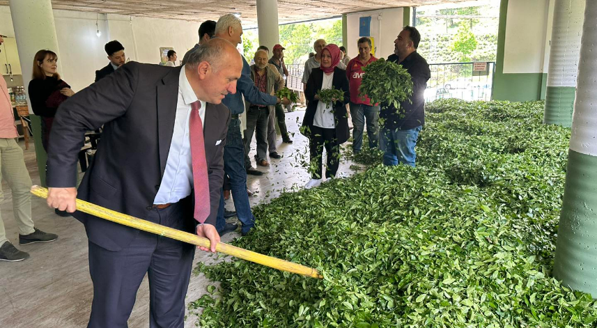 Çayeli, 'Çay Sokağı Projesi'ne destek veriyor