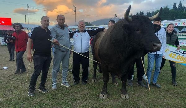 Artvin’de şampiyon boğa 500 bin TL’ye satıldı