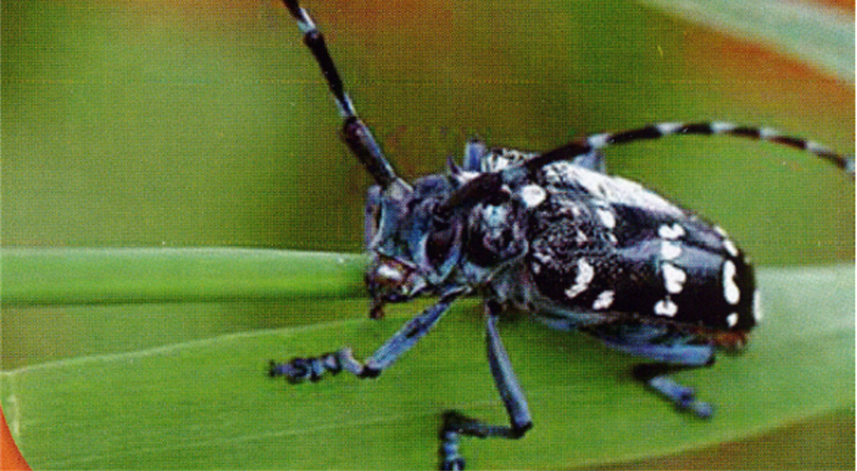 Rize'de Turunçgil Uzun Antenli Böceği ile mücadele çalışmaları