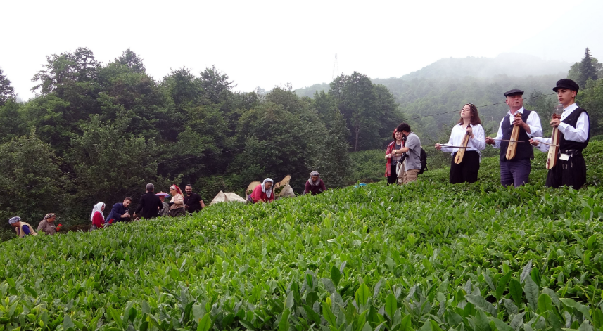 Giresun’da kemençe eşliğinde çay hasat şenliği yapıldı