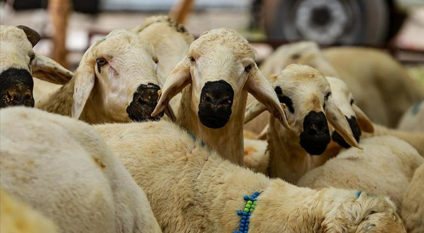 STK'ler kurban bağışlarını depremzedelere ulaştıracak