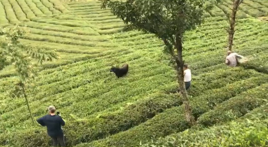 Rize'de kaçan boğa sakinleştirici iğne ile yakalandı