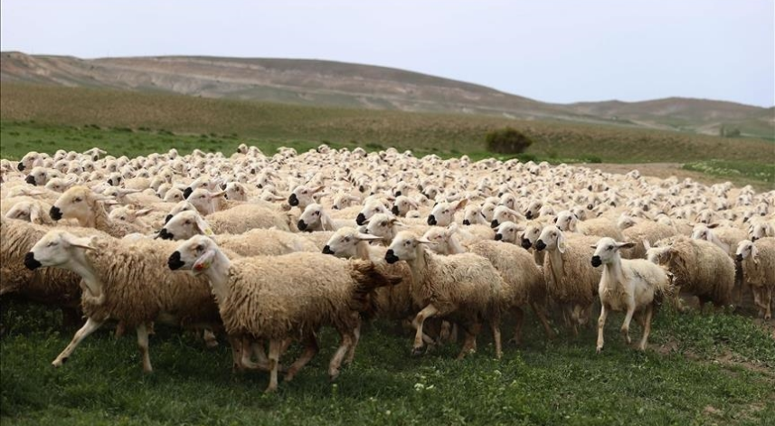 Bayramda 3 milyonun üzerinde küçükbaş kurbanlık satıldı