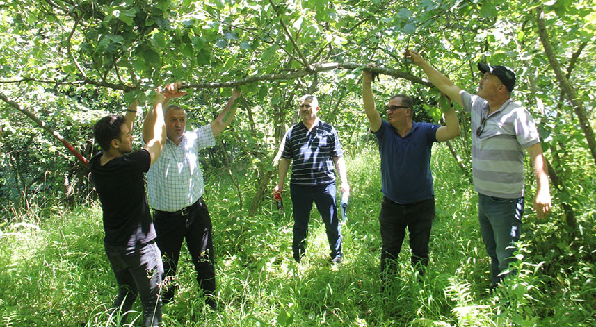 Trabzon’da fındıkta rekolte tespit çalışmaları başladı