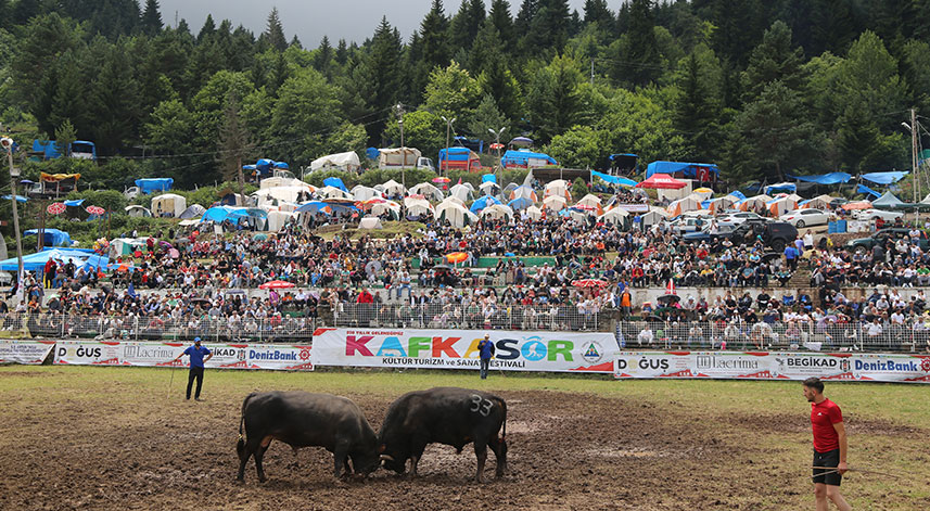 Kafkasör Festivali'nin 3. gününde 32 boğa güreşti