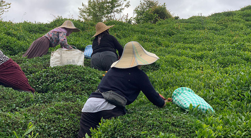 Karadeniz'de 'Z kuşağı', çay tarımından uzak