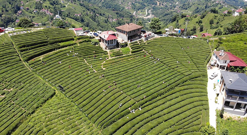 Rize’deki çay bahçesi baklava görünümlü hali ile turistlerin ilgisini çekiyor