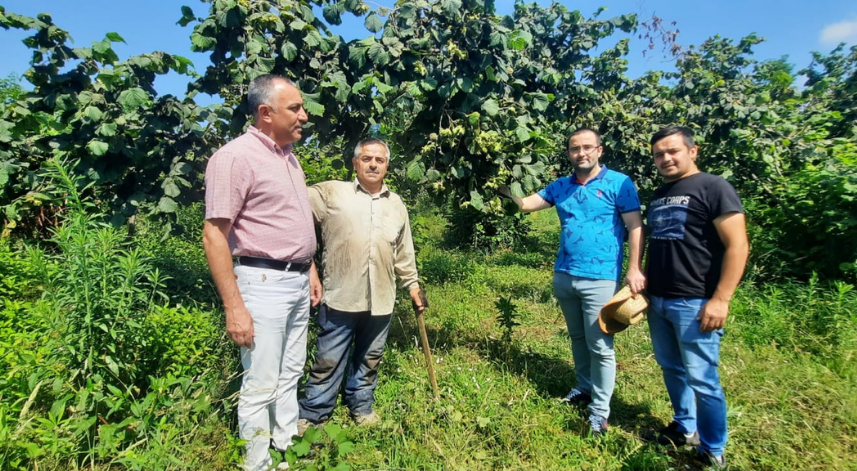 Salıpazarı ilçesinde örnek fındık bahçeleri ziyaret edildi