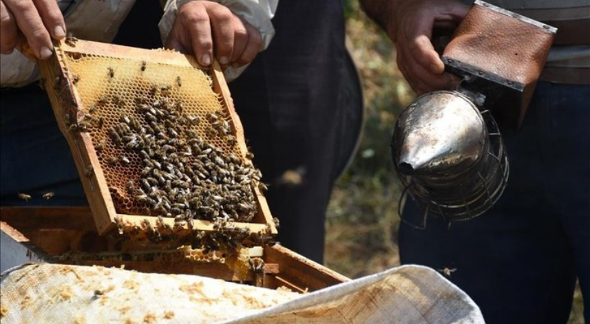 Türk balı yılın ilk yarısında 46 ülkeye ihraç edildi