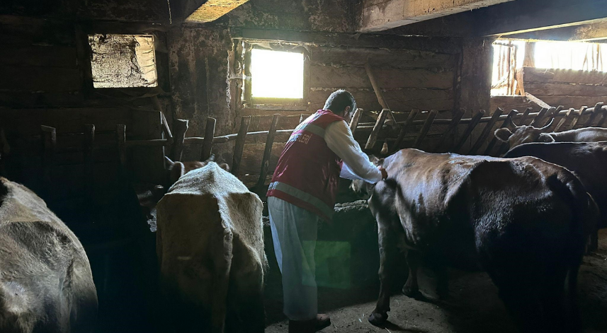 Artvin’de şap hastalığı nedeniyle 4 ilçede canlı hayvan ticaretine kısıtlama geldi