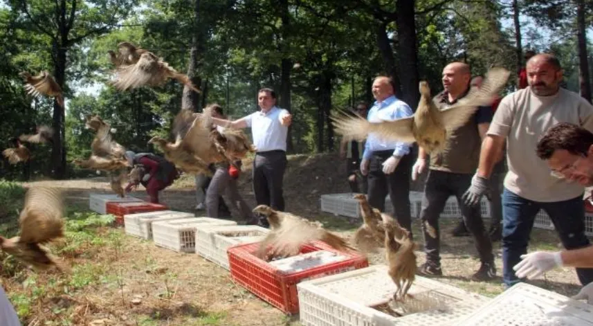 Ordu'da bin sülün doğaya salındı