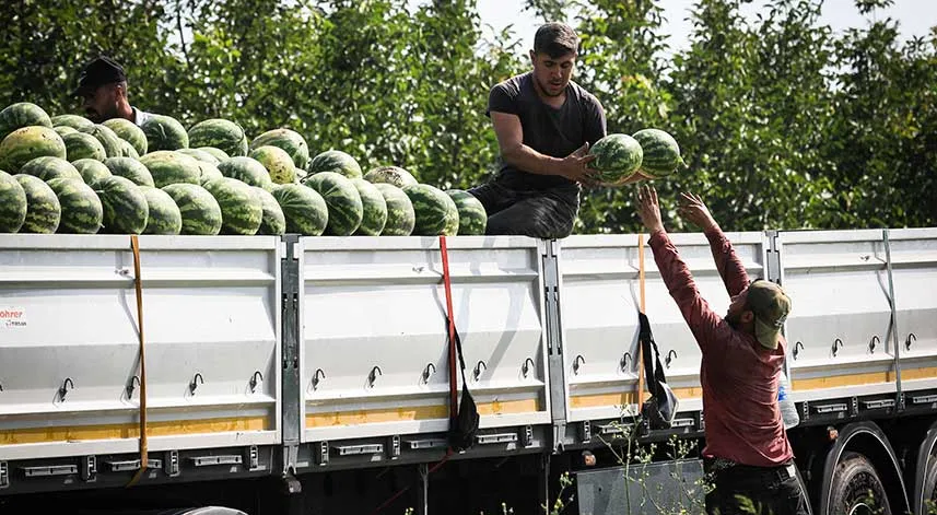 Bafra Ovası'nda karpuzda 100 bin ton rekolte bekleniyor