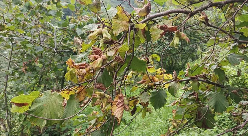 Fındık üreticisine hasat uyarısı